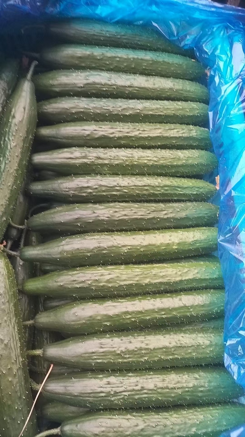 精品密刺黄瓜产地直发保质保量诚信经营，欢迎咨询