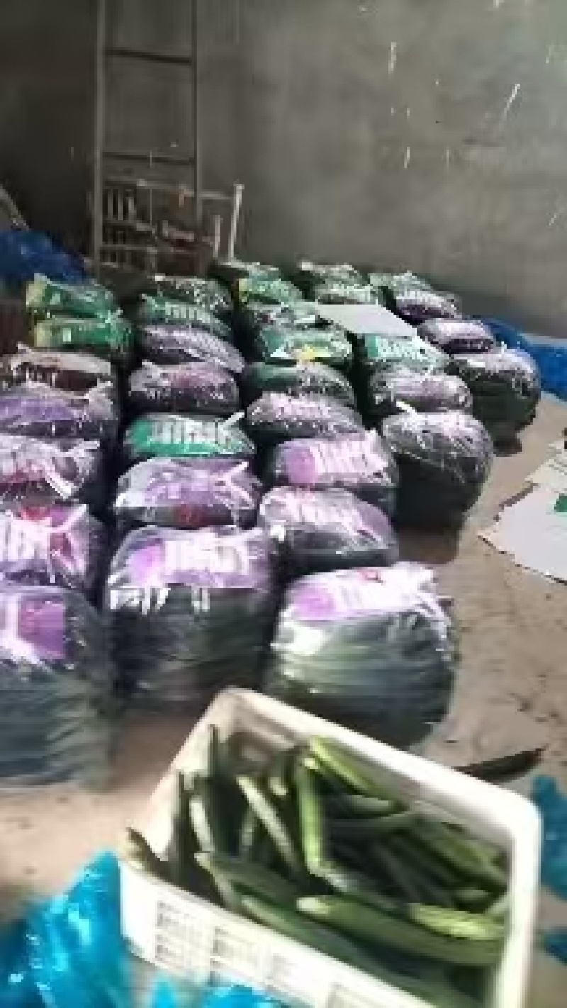 山东密刺黄瓜大量供应，全国发货，保质保量，诚信经营，量大