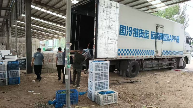山东密刺黄瓜大量供应，全国发货，保质保量，诚信经营，量大