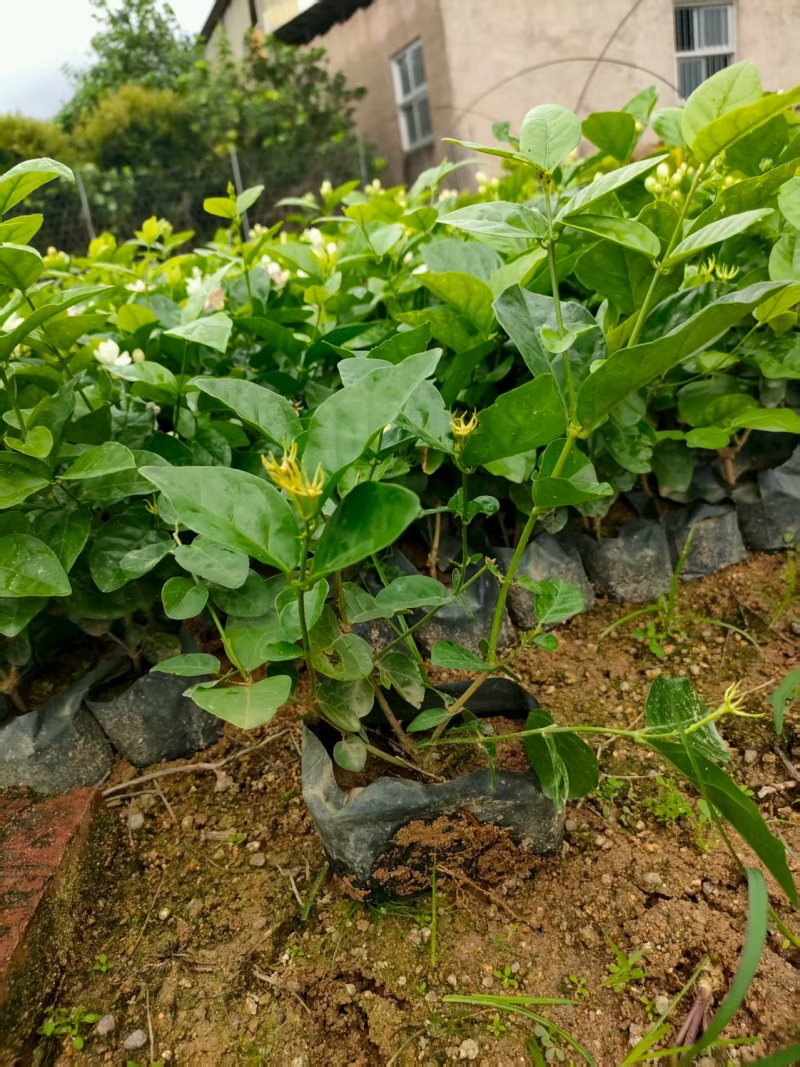 虎头茉莉