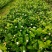 虎头茉莉
