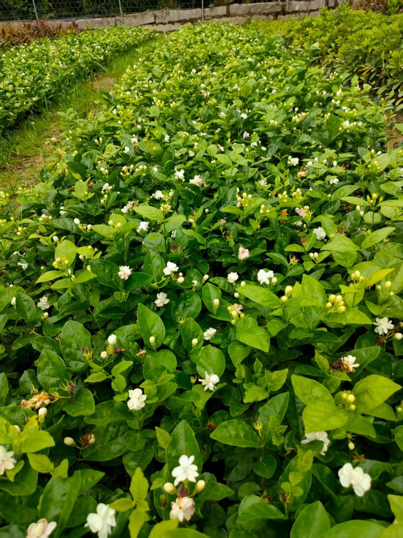 虎头茉莉
