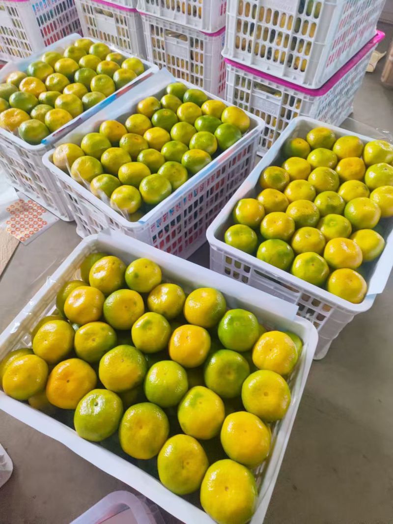 精品云南高山蜜橘，质量杠杠，大量对接多多，美团，市场