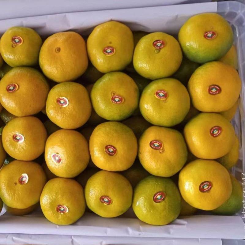精品云南高山蜜橘，质量杠杠，大量对接多多，美团，市场