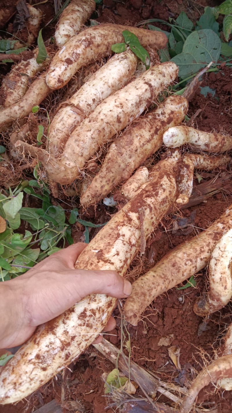 物美价廉云南白玉山药大量上市