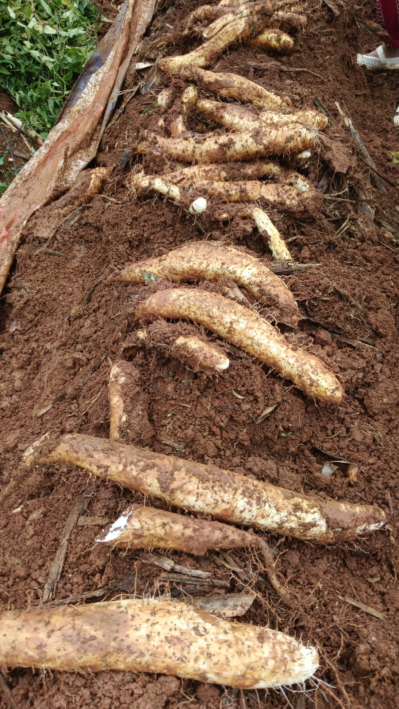 物美价廉云南白玉山药大量上市