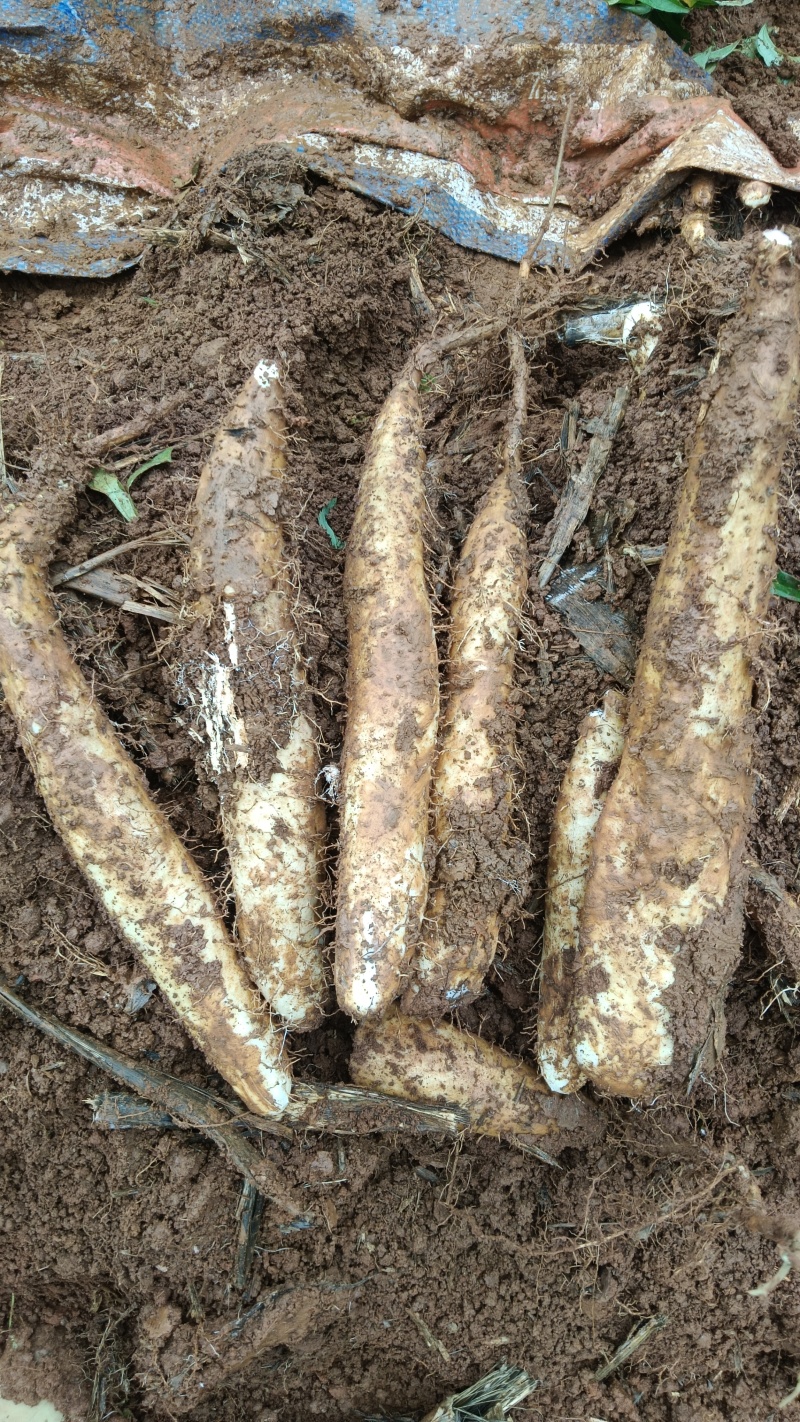 物美价廉云南白玉山药大量上市