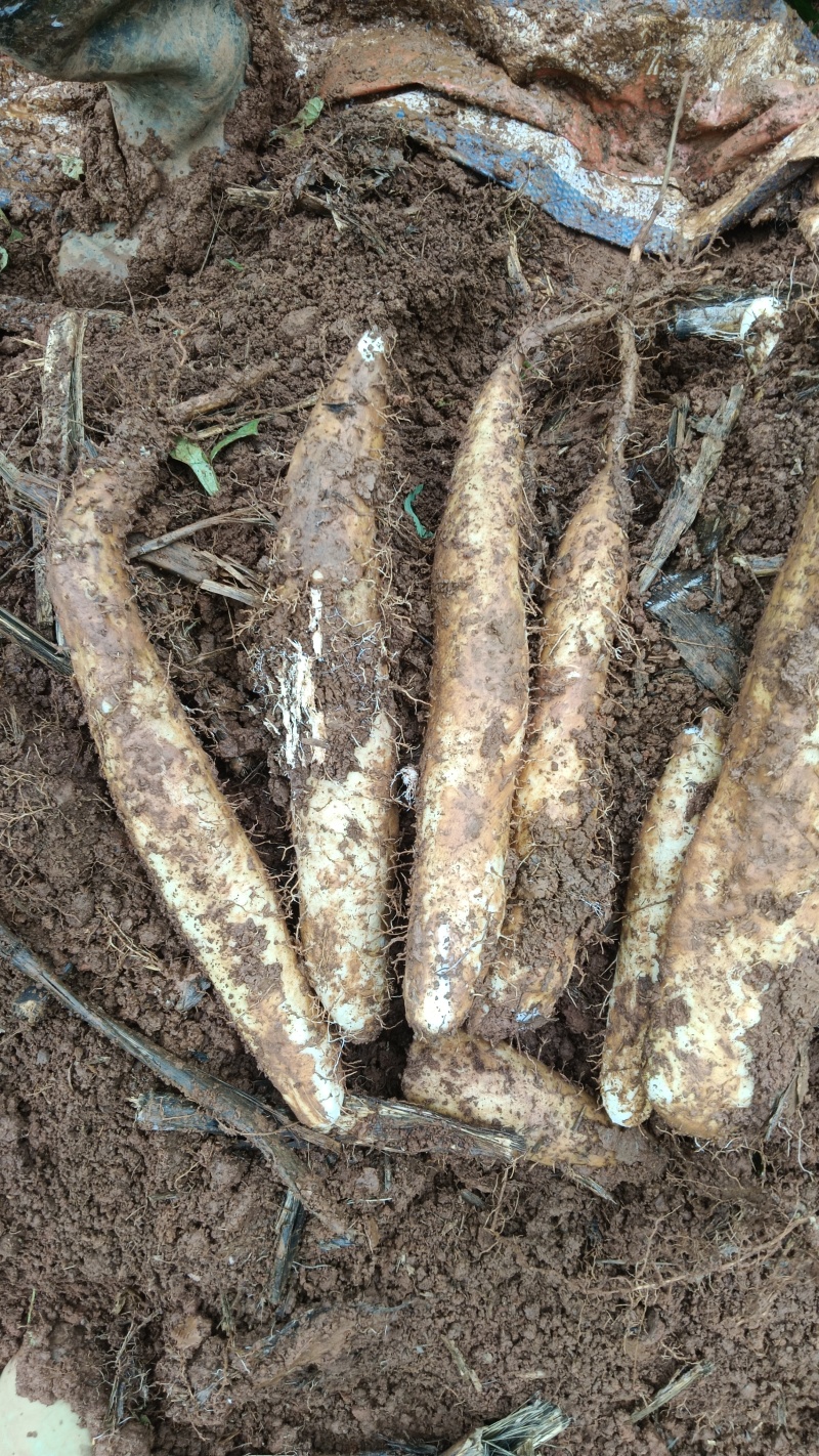 物美价廉云南白玉山药大量上市