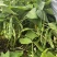 真好吃开锅烂地油豆种子早熟结荚集中肉质厚无筋无柴商品性佳