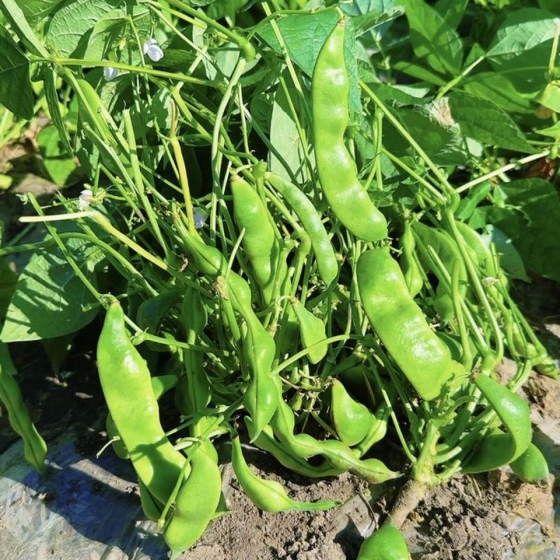 真好吃开锅烂地油豆种子早熟结荚集中肉质厚无筋无柴商品性佳