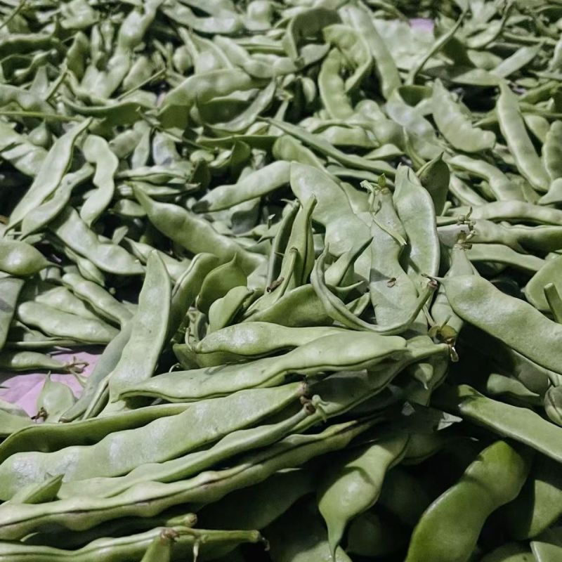 真好吃开锅烂地油豆种子早熟结荚集中肉质厚无筋无柴商品性佳