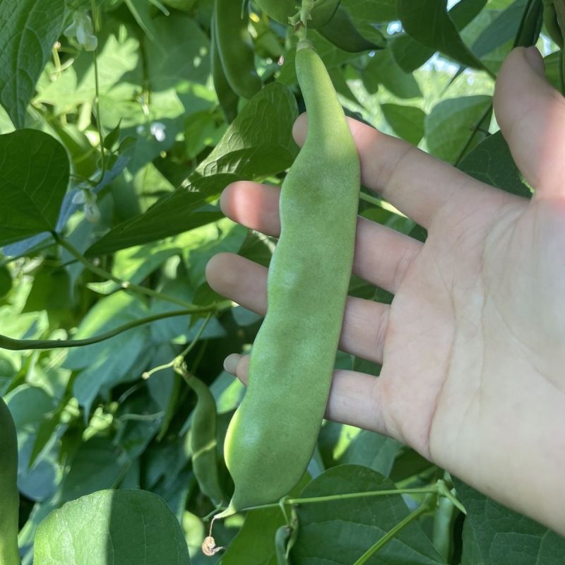 真好吃开锅烂地油豆种子早熟结荚集中肉质厚无筋无柴商品性佳