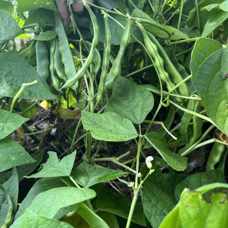 真好吃开锅烂地油豆种子早熟结荚集中肉质厚无筋无柴商品性佳