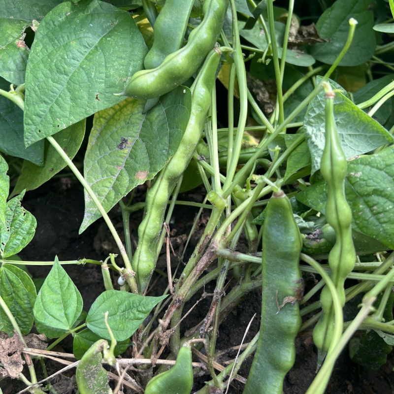 真好吃开锅烂地油豆种子早熟结荚集中肉质厚无筋无柴商品性佳