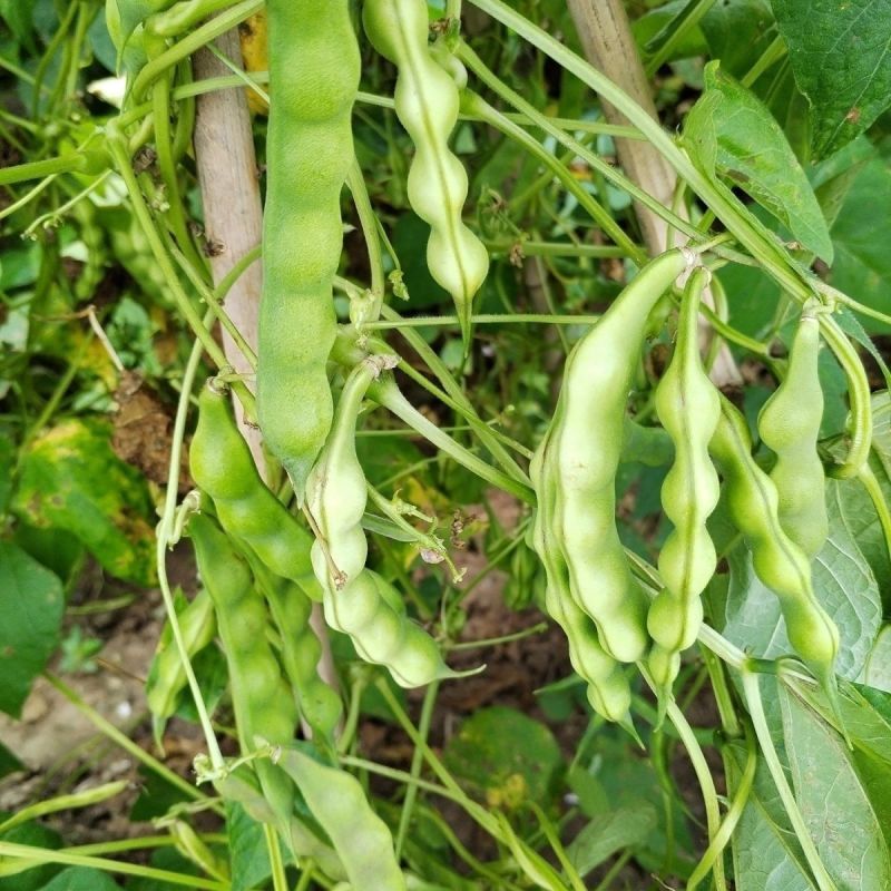 真好吃开锅烂地油豆种子早熟结荚集中肉质厚无筋无柴商品性佳