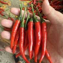 【推荐】山东红小米辣椒，产地代收，颜色好，硬手货品质优良