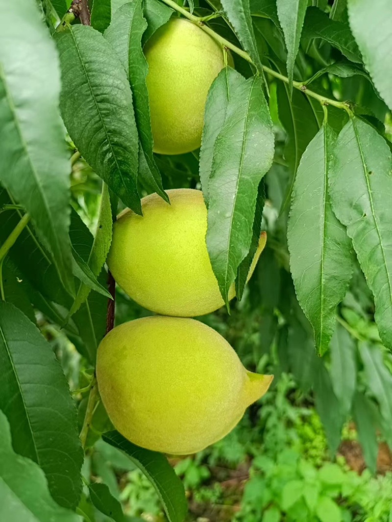 鹰嘴桃