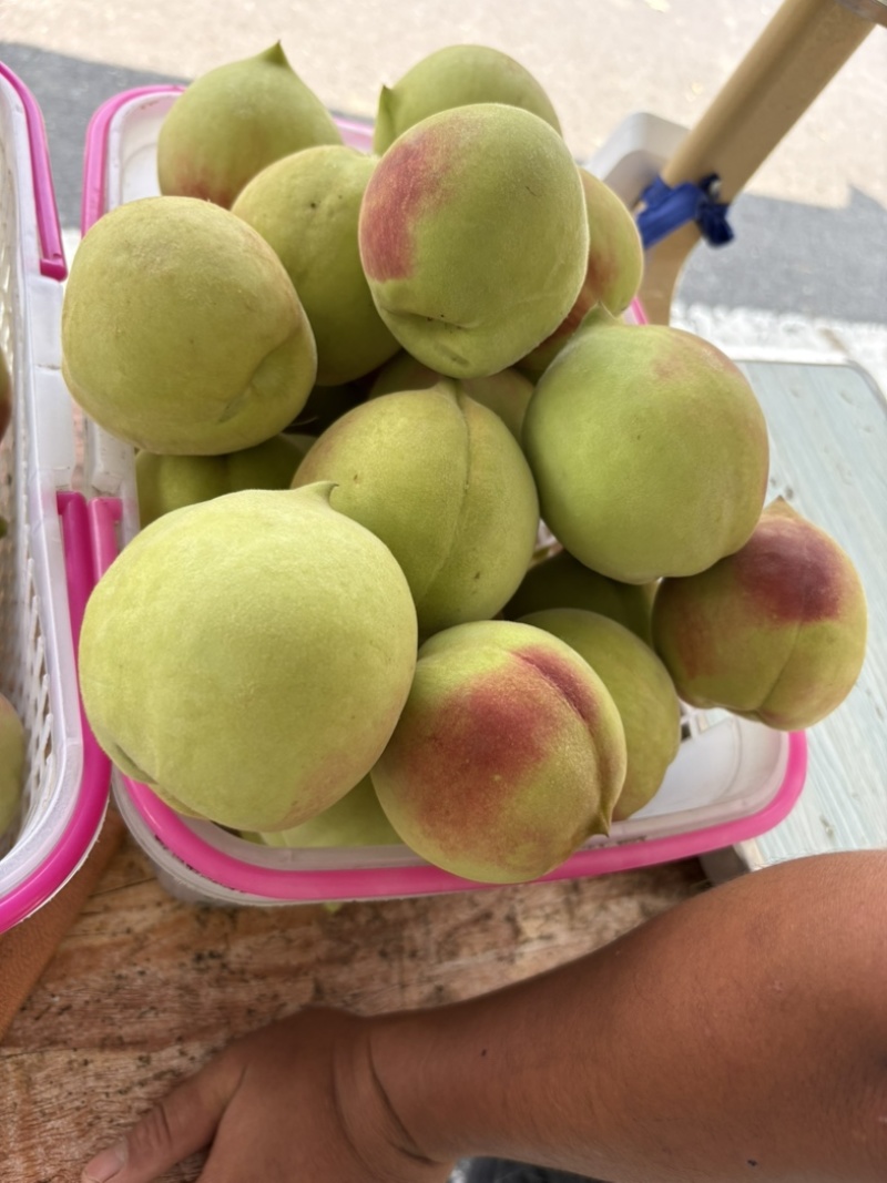 鹰嘴桃