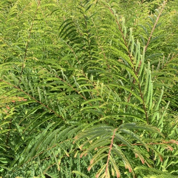 余甘子滇橄榄玻璃甘柿饼甜油甘余