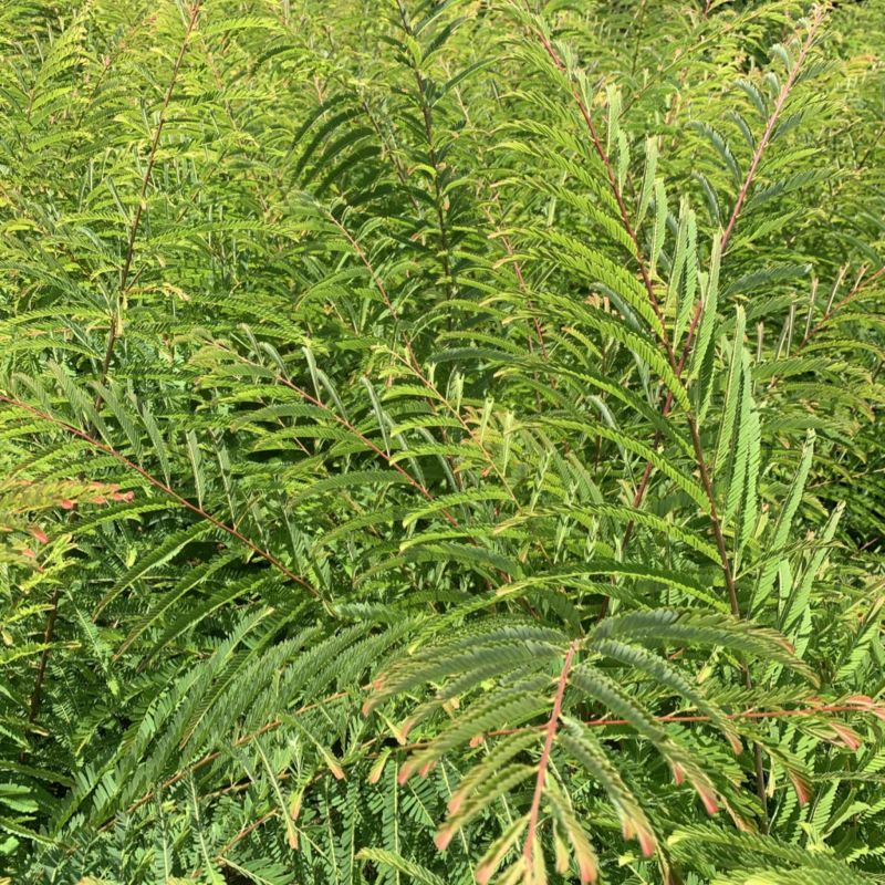 余甘子滇橄榄玻璃甘柿饼甜油甘余