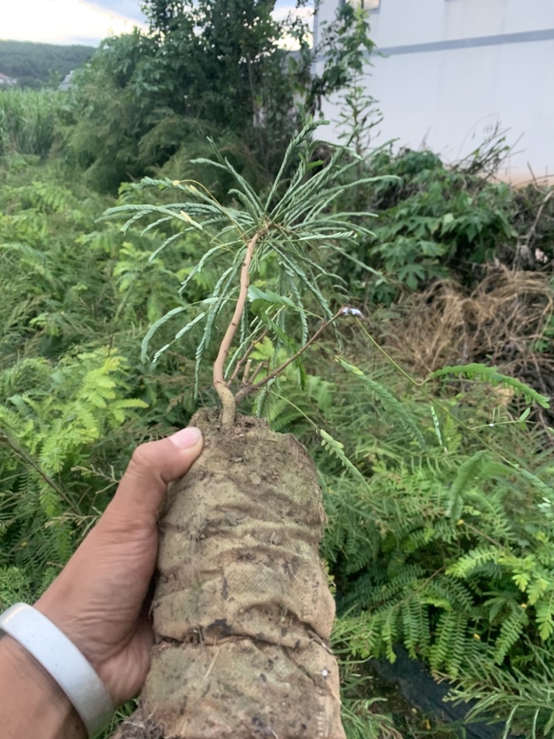 余甘子滇橄榄玻璃甘柿饼甜油甘余