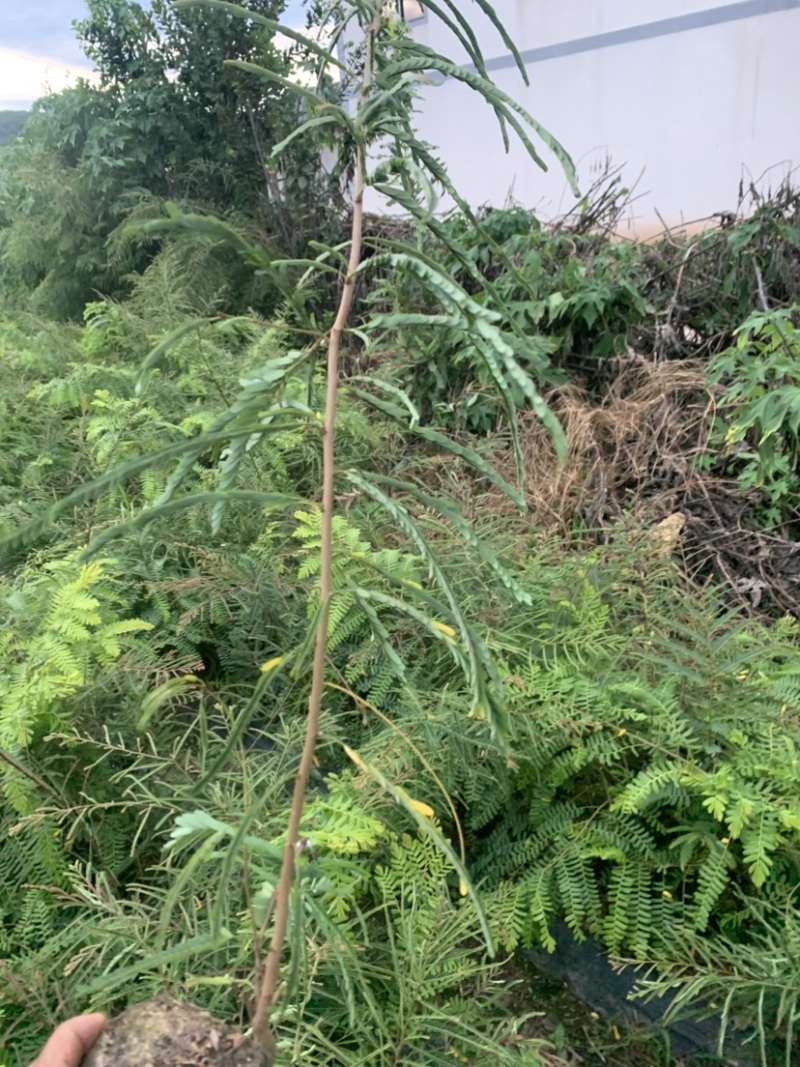 余甘子滇橄榄玻璃甘柿饼甜油甘余