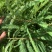 余甘子滇橄榄玻璃甘柿饼甜油甘余