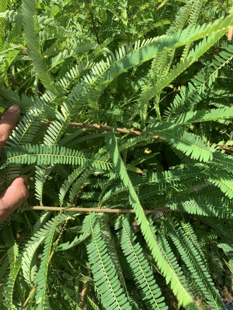 余甘子滇橄榄玻璃甘柿饼甜油甘余