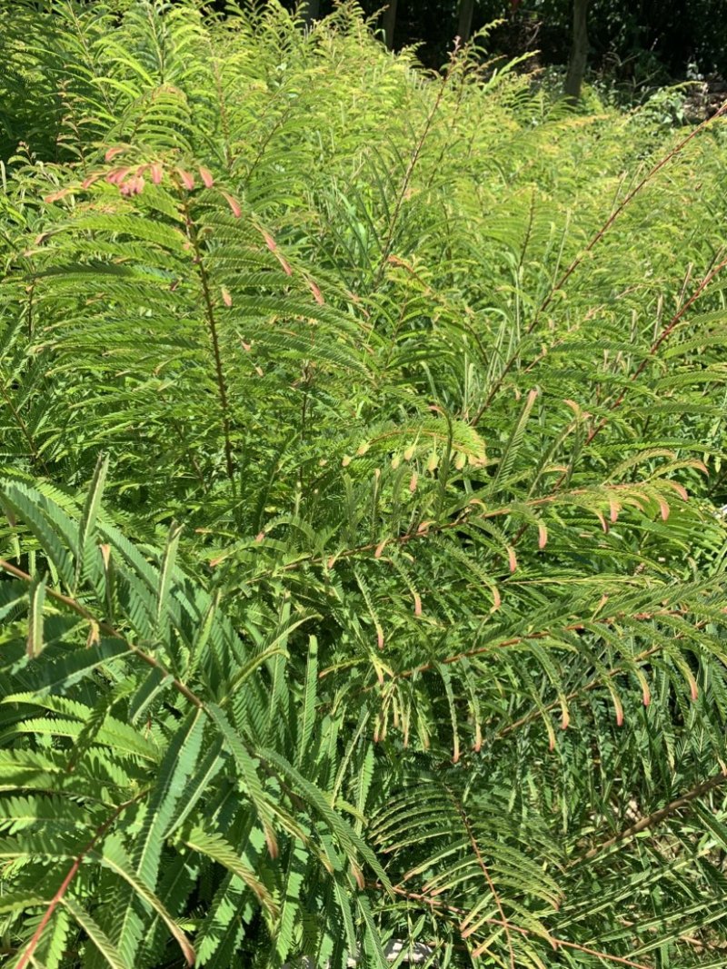 余甘子滇橄榄玻璃甘柿饼甜油甘余