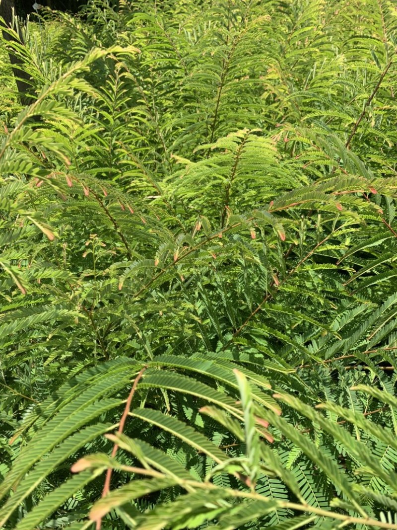 余甘子滇橄榄玻璃甘柿饼甜油甘余