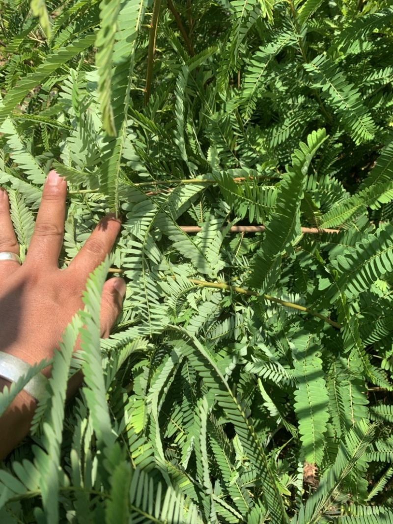 余甘子滇橄榄玻璃甘柿饼甜油甘余