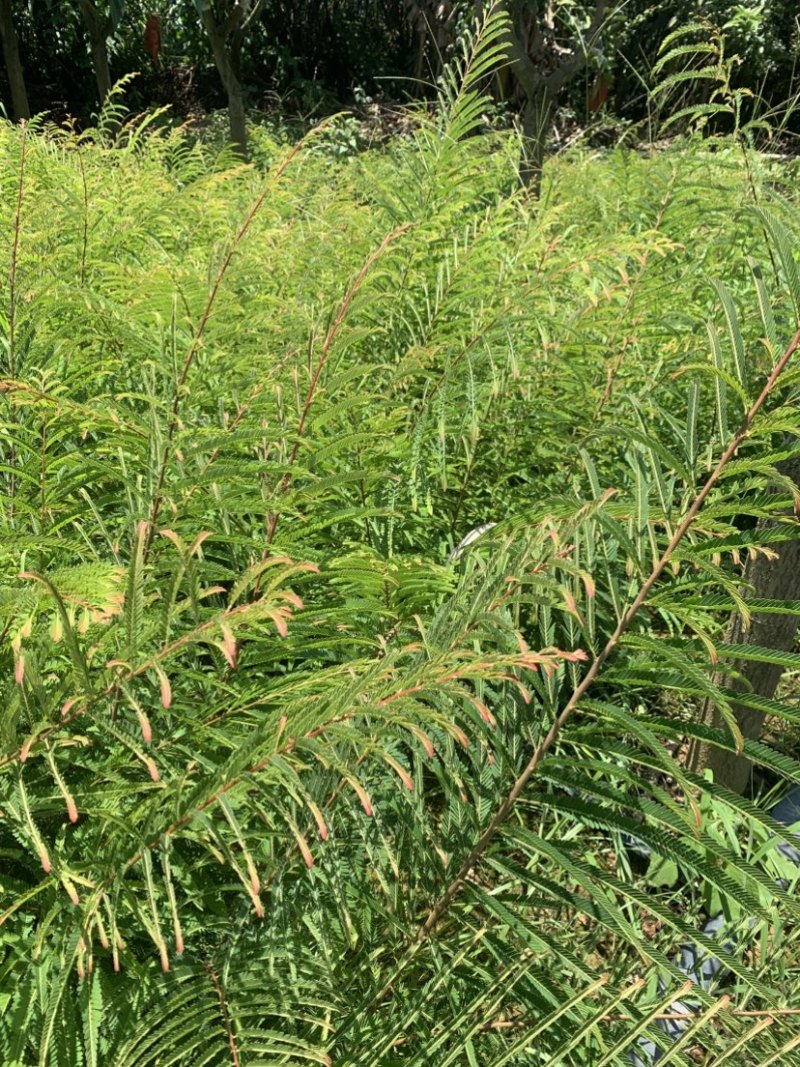余甘子滇橄榄玻璃甘柿饼甜油甘余