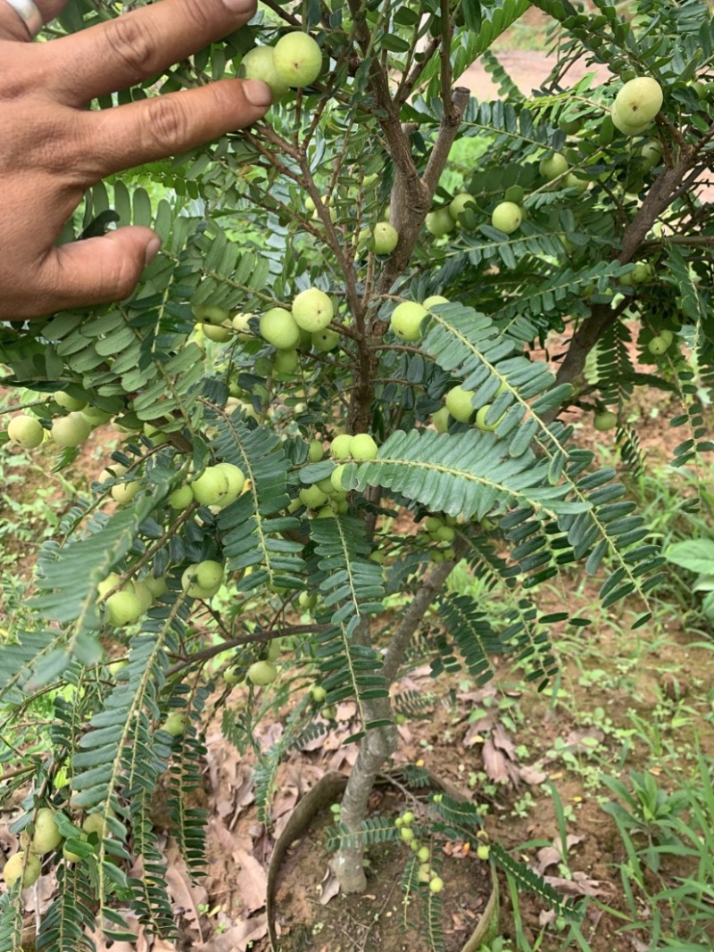 余甘子滇橄榄玻璃甘柿饼甜油甘余