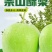 甘肃条山酥梨产地直供大量上市品质好价格低欢迎来电