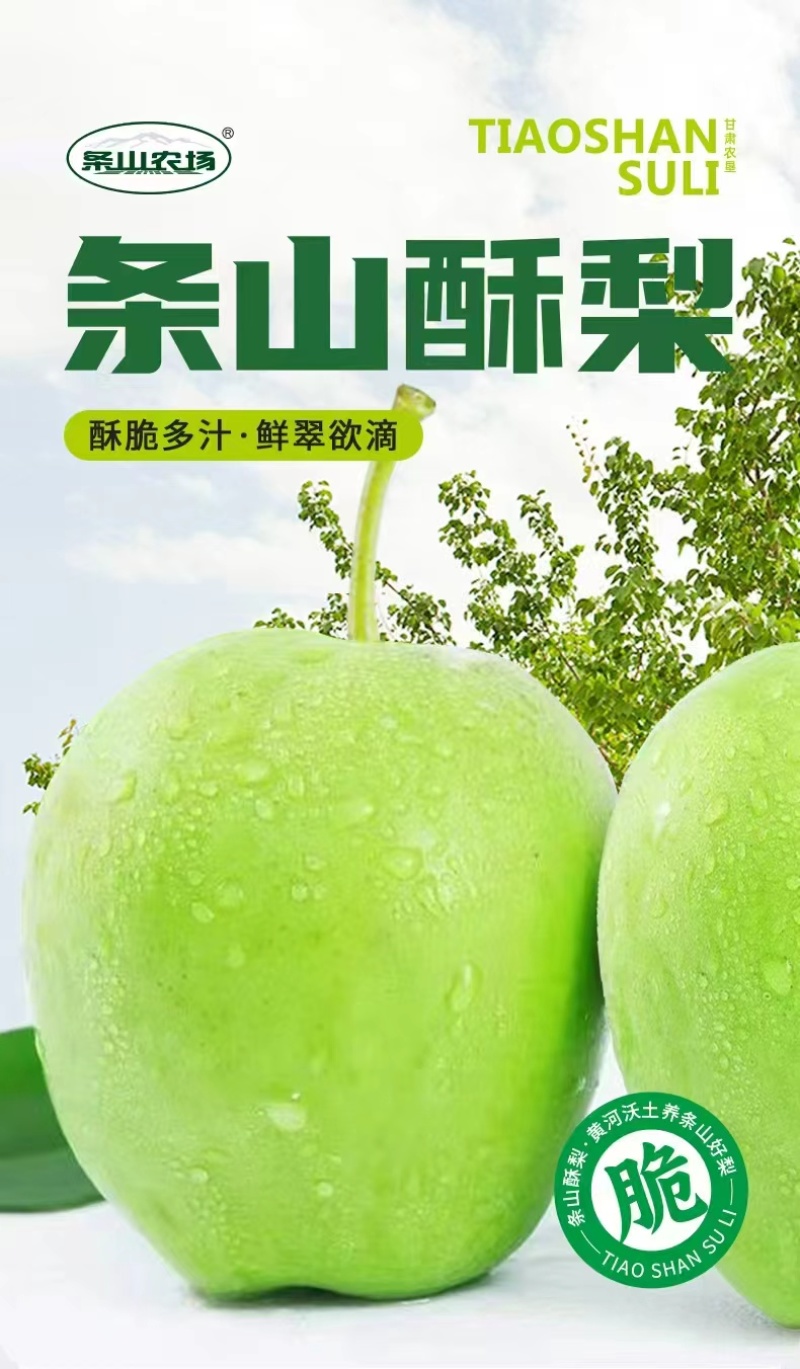 甘肃条山酥梨产地直供大量上市品质好价格低欢迎来电