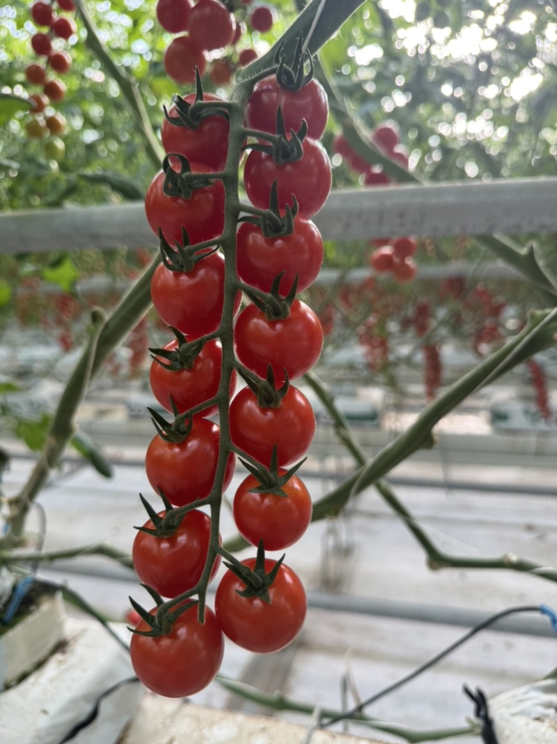 无土栽培，串收小番茄，全年供应，基地直发saopolo