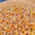 干玉米产地直供品质不同价格低对接全国欢迎来电