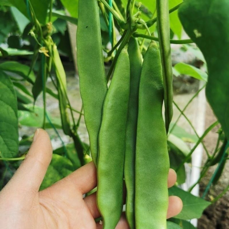 将军架油豆种子抗病中早熟口感好耐寒无筋无纤维豆角种籽