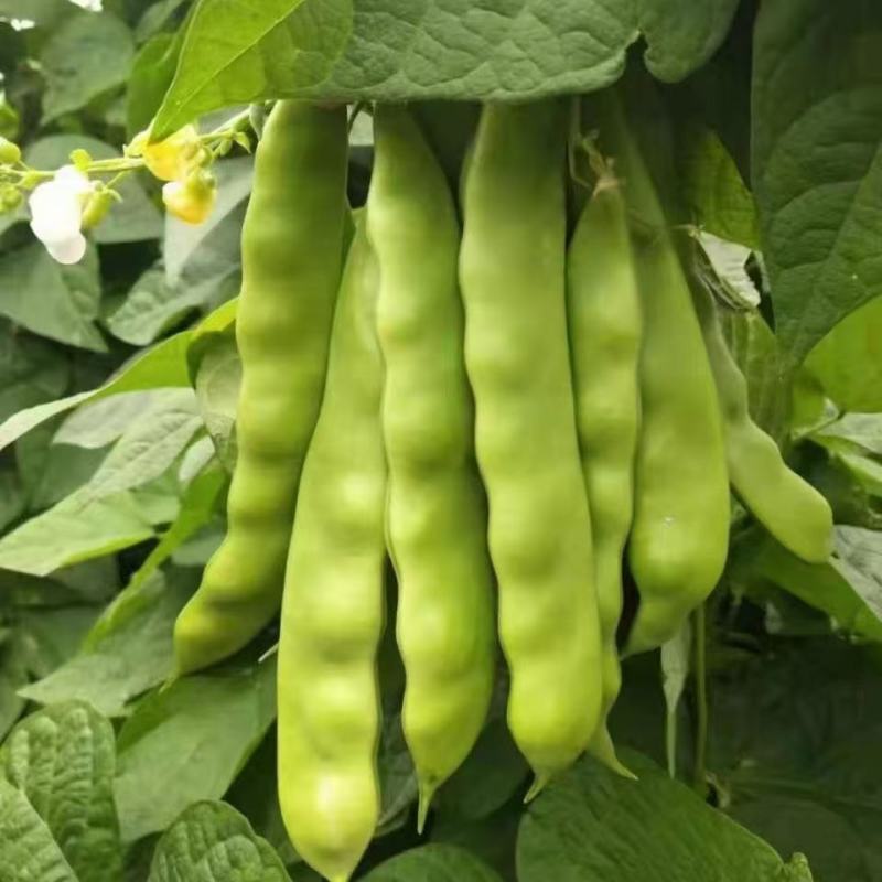 将军架油豆种子抗病中早熟口感好耐寒无筋无纤维豆角种籽