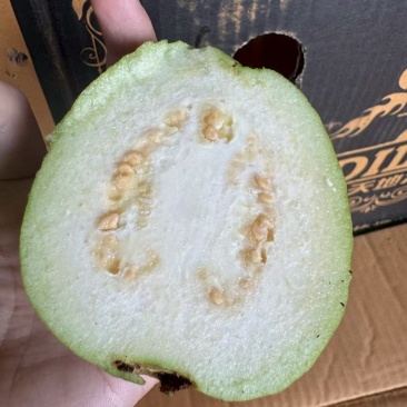 精品白心芭乐，牛奶芭乐，品质保证，量大从优，一条龙服务