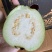 精品白心芭乐，牛奶芭乐，品质保证，量大从优，一条龙服务
