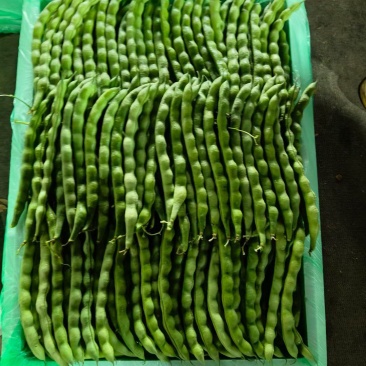 弥勒东风，棒豆.无筋豆，嫩南瓜，等等……蔬菜