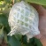 精品白心芭乐，牛奶芭乐，品质保证，量大从优，一条龙服务