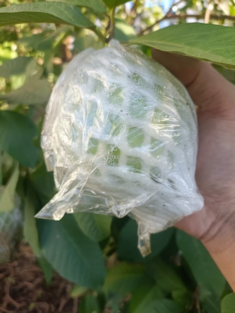 精品白心芭乐，牛奶芭乐，品质保证，量大从优，一条龙服务