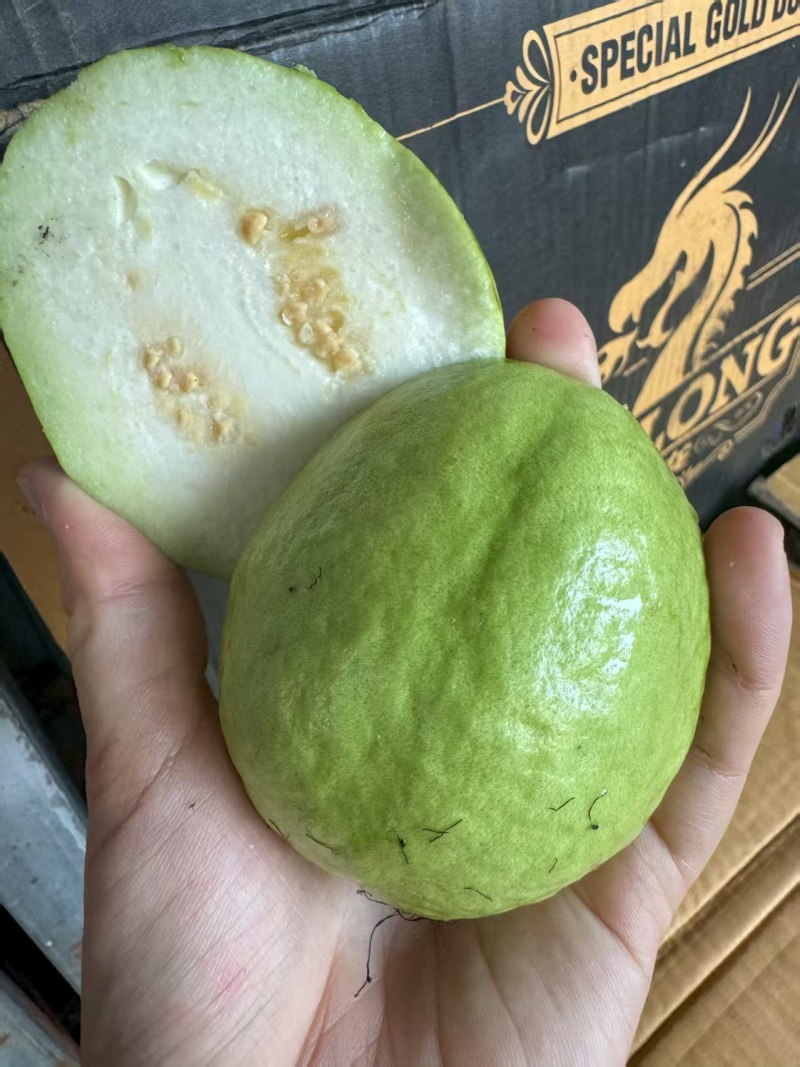 精品白心芭乐，牛奶芭乐，品质保证，量大从优，一条龙服务