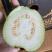 精品白心芭乐，牛奶芭乐，品质保证，量大从优，一条龙服务