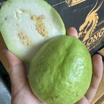 白心芭乐大量供应，全国发货，保质保量，可对接电商商超等