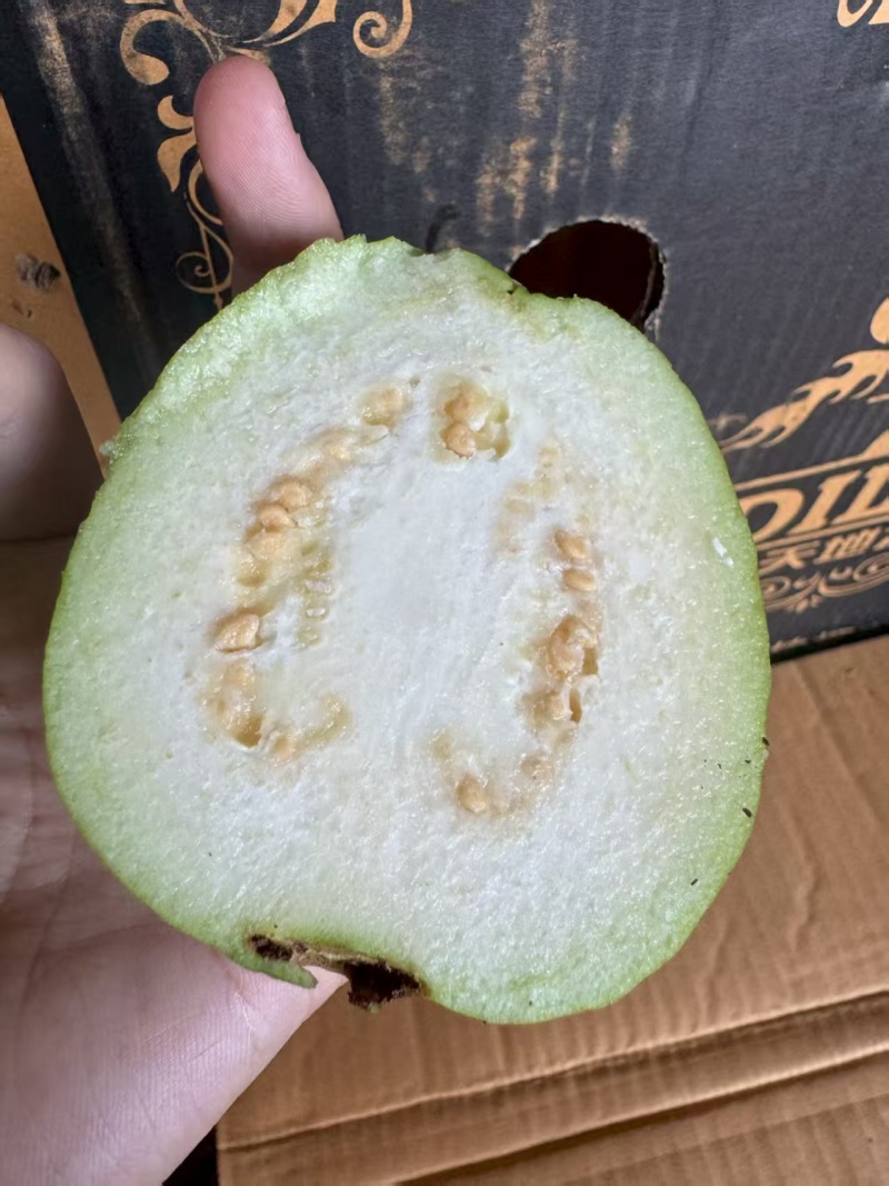 白心芭乐大量供应，全国发货，保质保量，可对接电商商超等