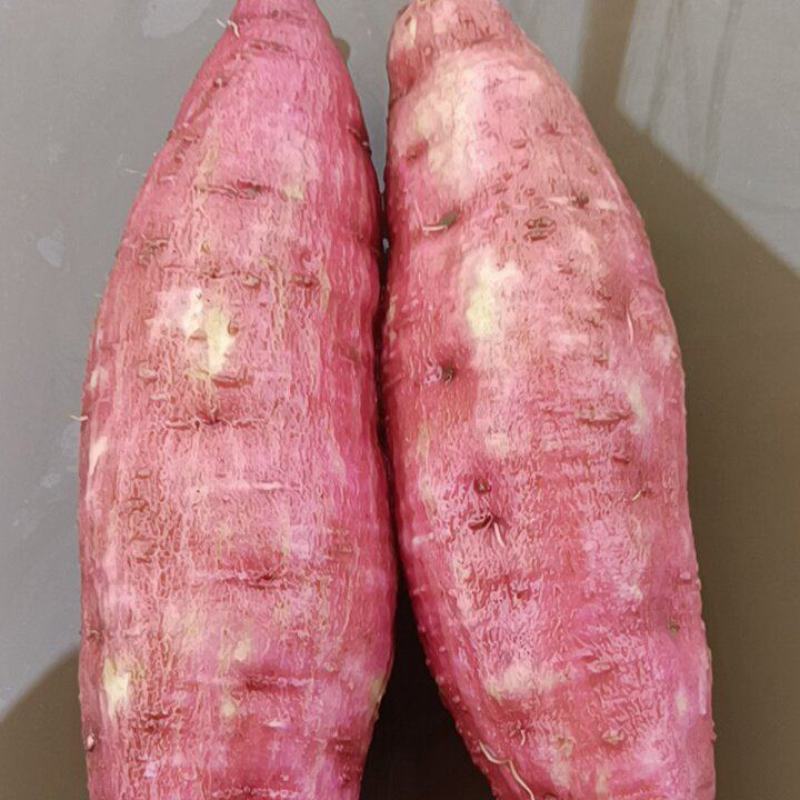 板栗红薯这里各种品种都有，都是沙土地红薯，大量有货