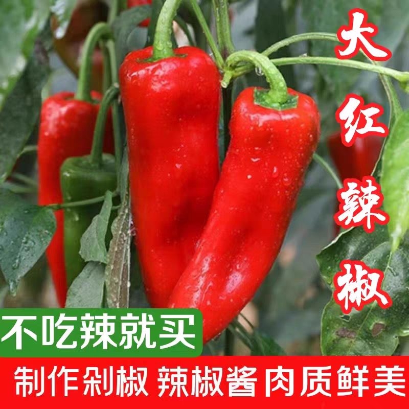 红椒红泡椒红杠椒红线椒红尖椒产地看货论价